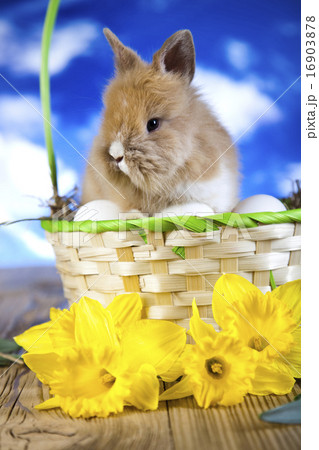 Happy easter, Baby bunny, springtime colorful Happy easter, Baby bunny, springtime colorful 16903878