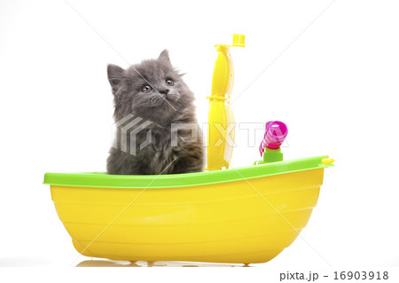 Small gray kitten, cute pet colorful theme 16903918