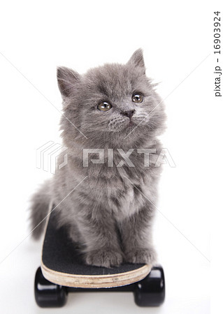 Skateboard, Little gray kitten, cute pet colorful  16903924