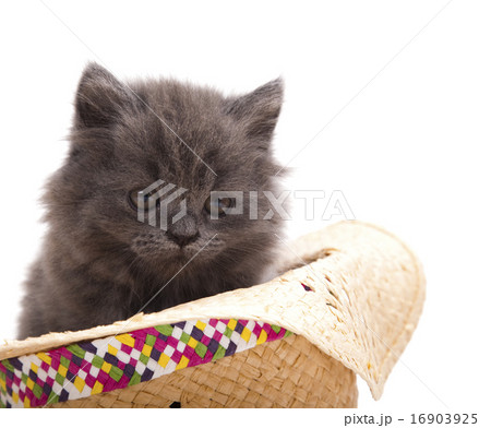 Kitten on a white background, cute pet colorful  16903925
