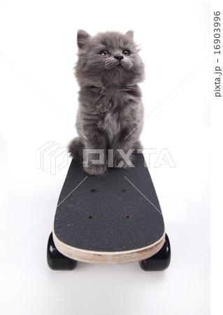 Skateboard, Little gray kitten, cute pet colorful  16903996