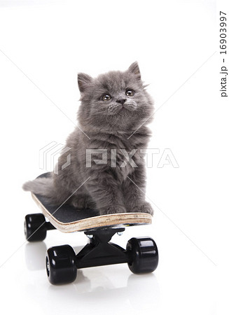 Skateboarding cat, cute pet colorful theme 16903997