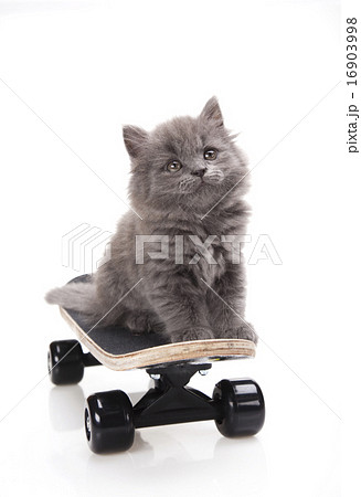 Skateboarding cat, cute pet colorful theme 16903998