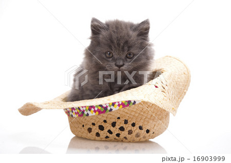 British little kitten, cute pet colorful theme 16903999
