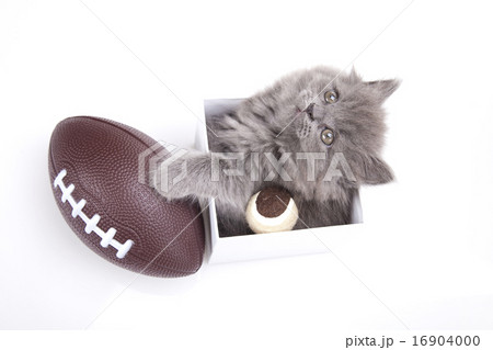 British little kitten, cute pet colorful theme 16904000