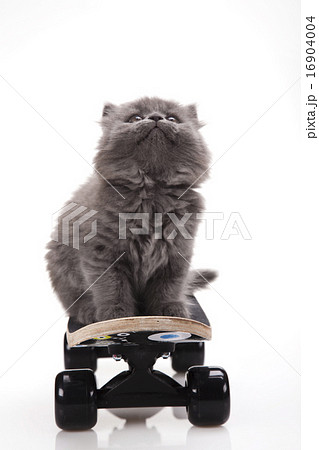 Skateboarding cat, cute pet colorful theme 16904004