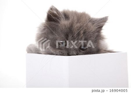 British little kitten, cute pet colorful theme 16904005