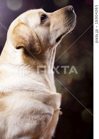 Golden Labrador, colorful saturated concept Golden Labrador, colorful saturated concept 16904065