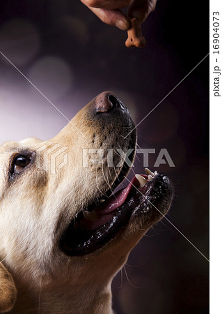 Dog, Labrador Retriever, colorful saturated Dog, Labrador Retriever, colorful saturated 16904073