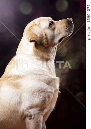 Dog, Labrador Retriever, colorful saturated Dog, Labrador Retriever, colorful saturated 16904075