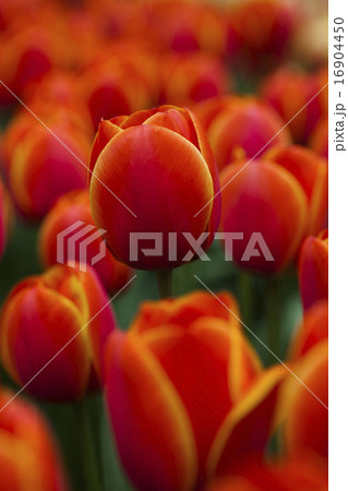Flowers are blooming on the field, tulips Flowers are blooming on the field, tulips 16904450
