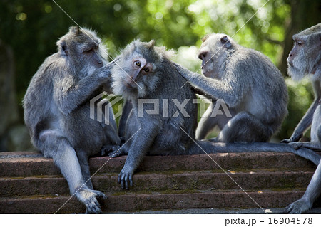 Monkeys, Bali Island, Indonesia, bright colorful Monkeys, Bali Island, Indonesia, bright colorful 16904578