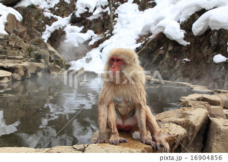 地獄谷サル 地獄谷サル 16904856