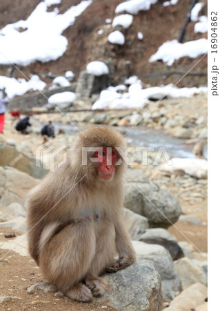 地獄谷サル 地獄谷サル 16904862