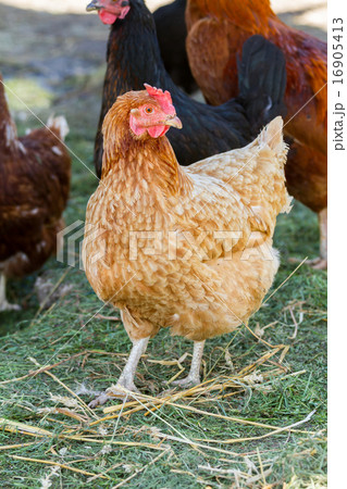 Hens 16905413