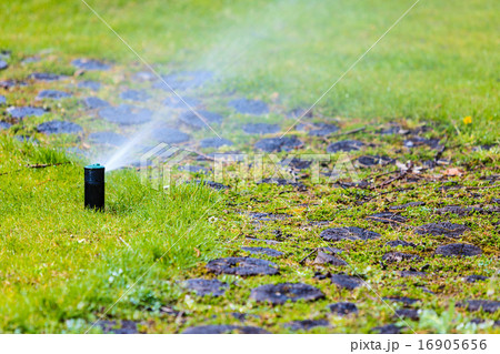 Gardening. Lawn sprinkler spraying water over grass. 16905656