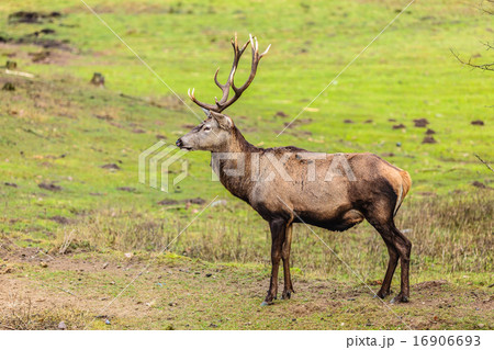 Red deer stag on meadow Red deer stag on meadow 16906693