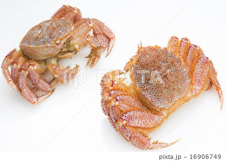 毛ガニ 16906749