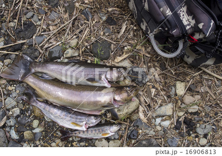 釣果（ヤマメ・イワナ） 16906813