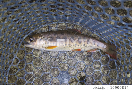 釣果（ヤマメ） 16906814