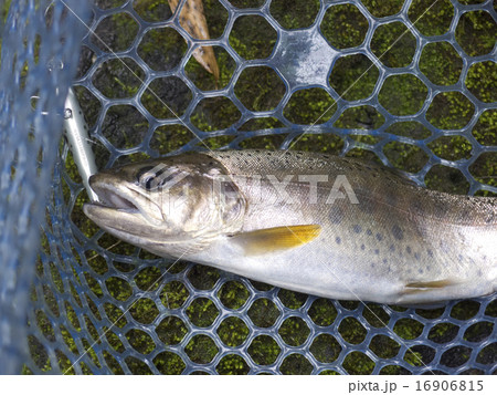 釣果（アマゴ） 16906815