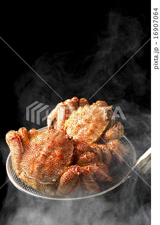 毛ガニ 毛ガニ 16907064