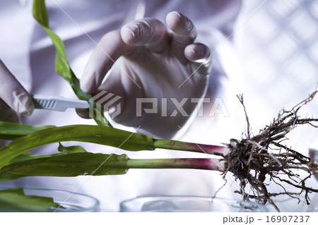 Chemistry equipment, plants laboratory Chemistry equipment, plants laboratory 16907237