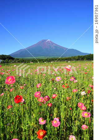 7月風景・富士山865シャーレーポピー咲く花の都公園 16907361