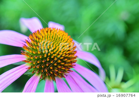 可憐なエキナセアの花 16907764