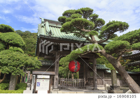 長谷寺（鎌倉）の夏 16908105