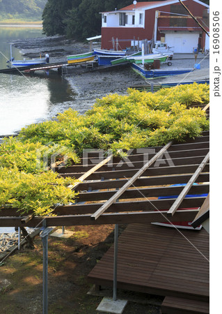 小網代湾の夏 16908506