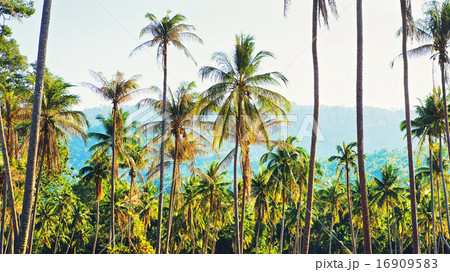 Coconut Palms 16909583