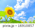ひまわりと青空 16910857