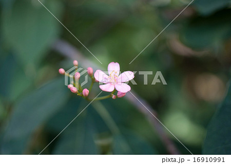 ヤトロファ・ハスタータ（提琴桜） 16910991