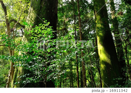 お伊勢参り お伊勢参り 16911342