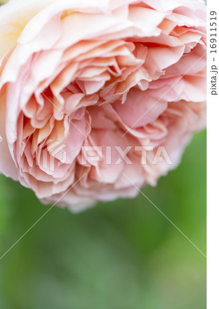 デビッドオースチン・アブラハムダービー 16911519