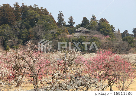 水戸偕楽園の梅 16911536