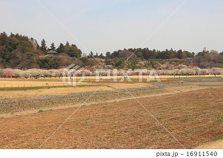 水戸偕楽園の梅 16911540