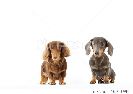 ミニチュアダックス　2匹 16911990