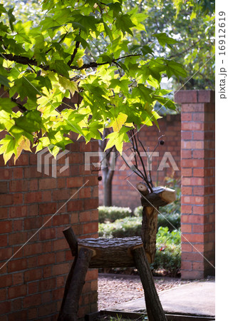 もみじばふう モミジバフウ アメリカフウの写真の写真素材