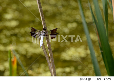 Male Common Whitetail Skimmer Dragonfly Male Common Whitetail Skimmer Dragonfly 16913729