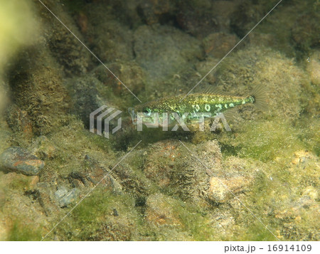 ハリヨ♂ ハリヨ♂ 16914109