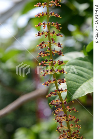 ウツボカズラの花 16914433