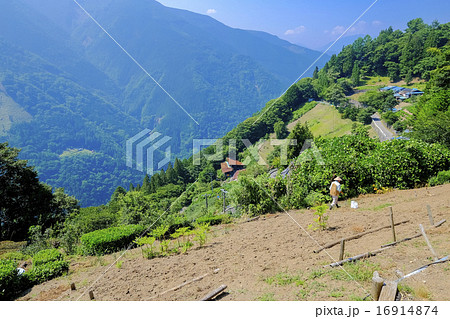 下栗の畑 下栗の畑 16914874