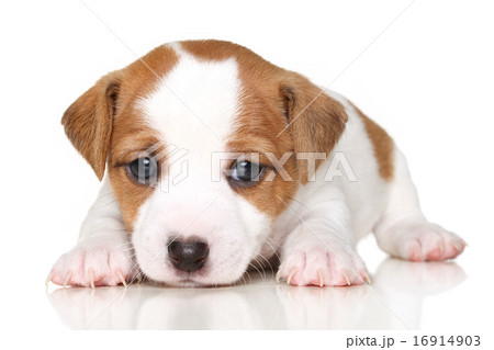 Close-up of Jack Russell terrier puppy 16914903