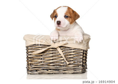 Jack Russell puppy in wicker basket 16914904