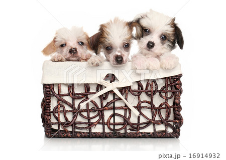 Chinese Crested puppies in wicker basket 16914932