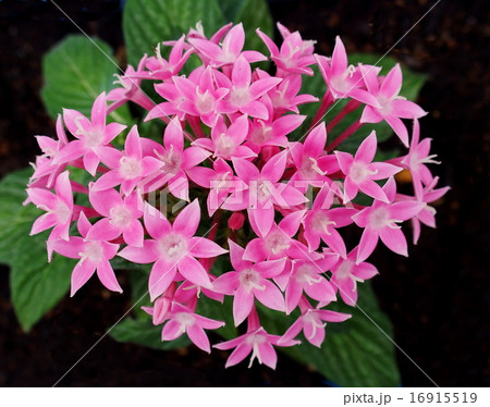 ペンタス ペンタス 16915519