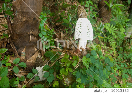 竹林のキヌガサダケ 16915583