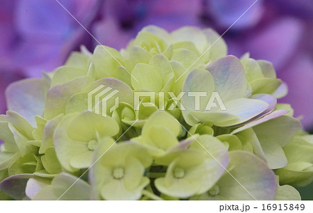 あじさい3 16915849